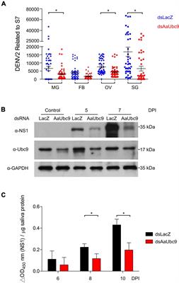 SUMOylation Is Essential for Dengue Virus Replication and Transmission in the Mosquito Aedes aegypti